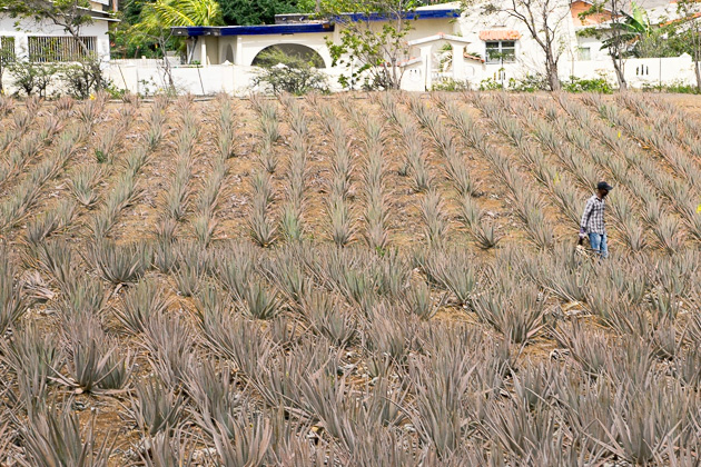 Read more about the article The Curaçao Aloe Vera Plantation