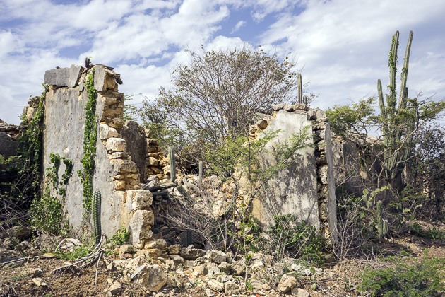 Read more about the article A Prickly Hike Around Rif Sint Marie