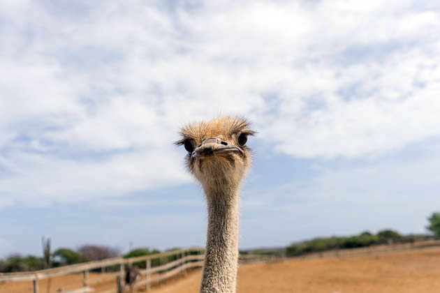 Read more about the article The Curaçao Ostrich Farm