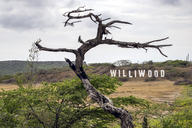 Read more about the article Sint Willibrodrus and its Flamingos