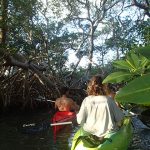 Kayaking through Curaçao’s Mangrove Forests