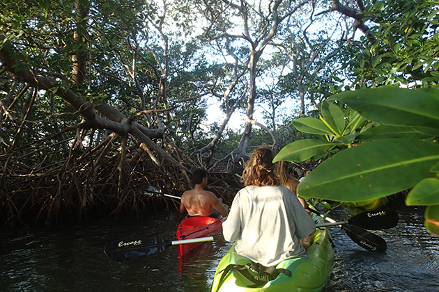 Read more about the article Kayaking through Curaçao’s Mangrove Forests